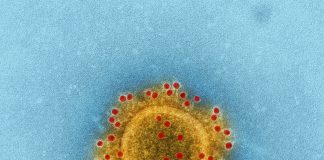 4 Varian Coronavirus Penyebab Terjadinya COVID-19